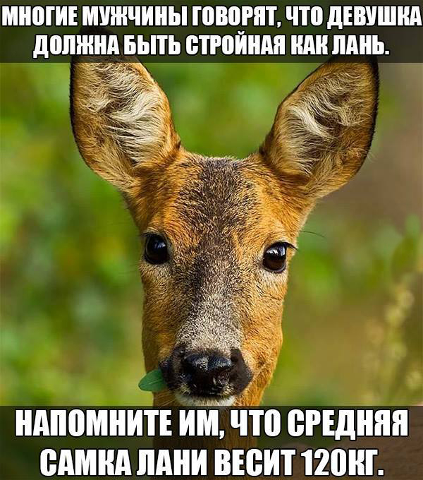 Картинка про стройную лань