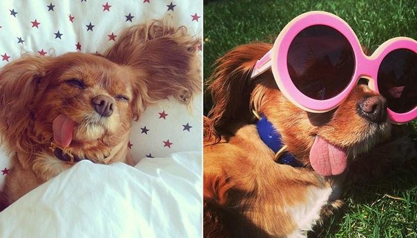 Очаровательная собачка, не умеющая держать язык за зубами