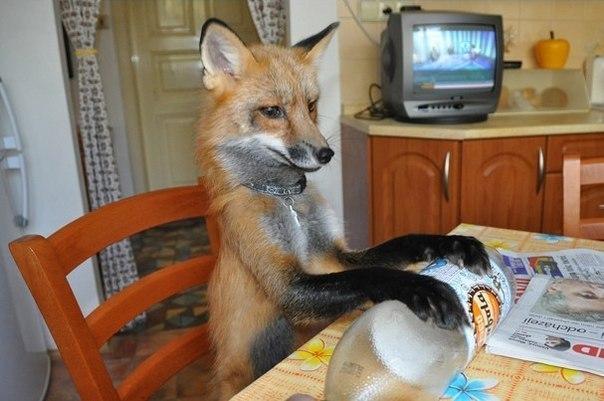 Домашняя лисичка Викси