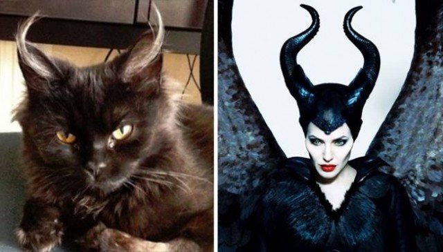 Коты, похожие на кого угодно
