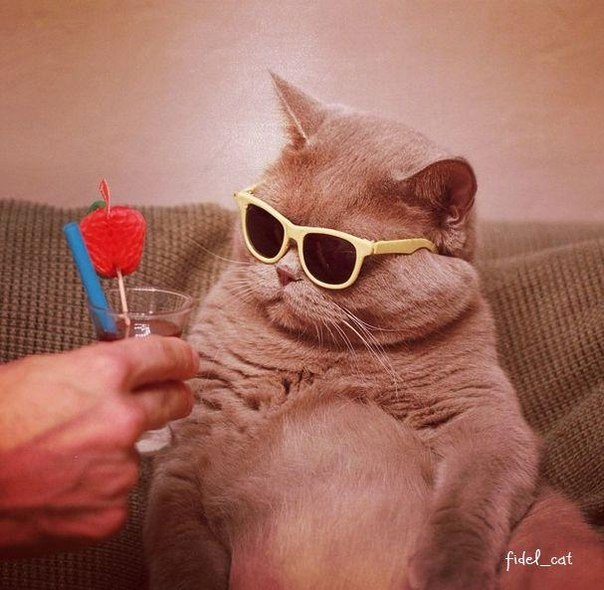 Супер модник кот Фидель