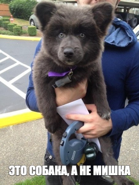 Ручной мишка