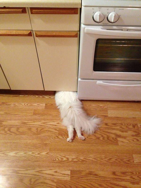 Пригласила мышка кошку