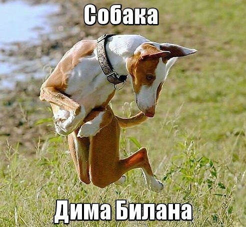 Собачка Димы Билана