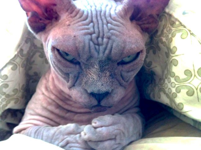 Я отзывчивая, интеллигентная, добрая, заботливая... Но не сегодня!