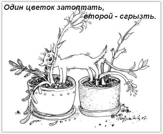 Обязанности кота в доме