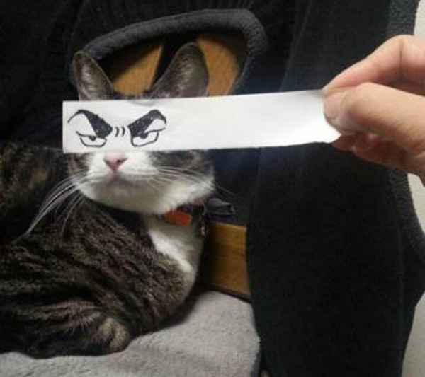 Прикольный мем от японцев