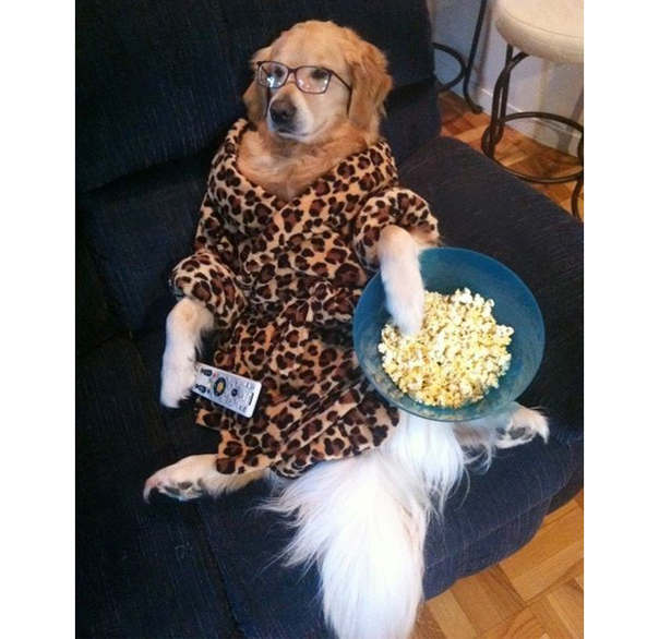 Собака живет как человек