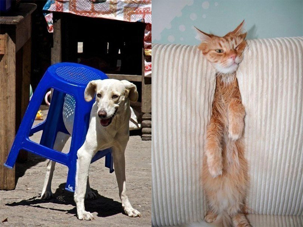 Животные, проигравшие битву с мебелью