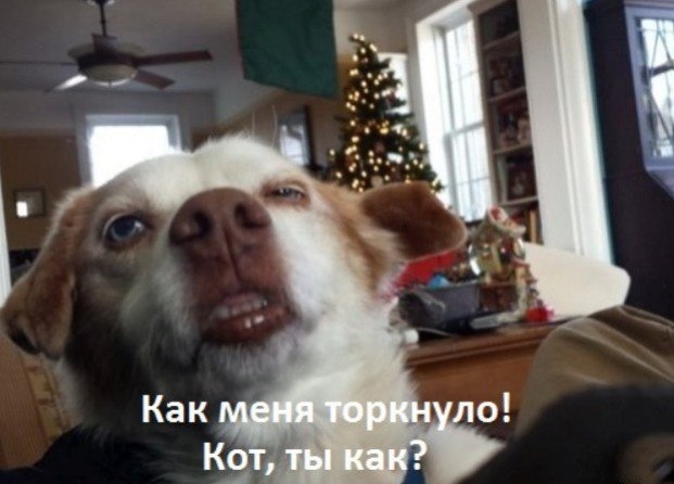 Прикол про упоротых собаку и кота