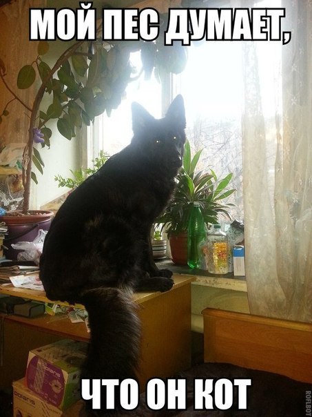 Пес думает, что он кот