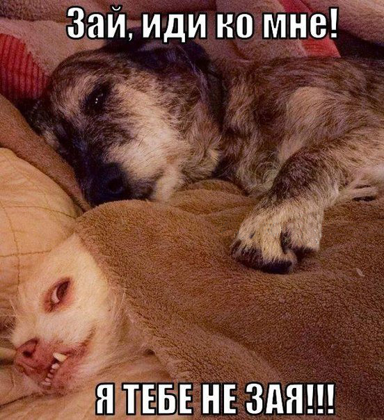 Зая, иди ко мне!