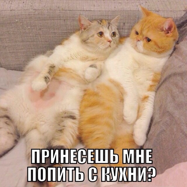 Милый, я хочу пить!