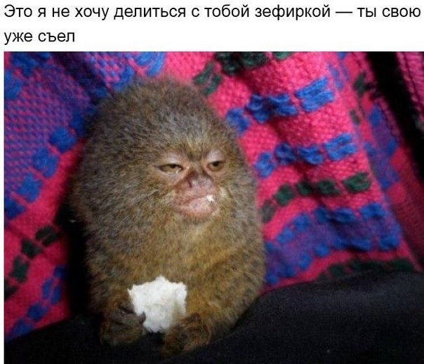 Человеческая реакция животных