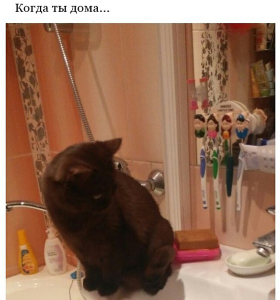 Реакция на посторонние звуки