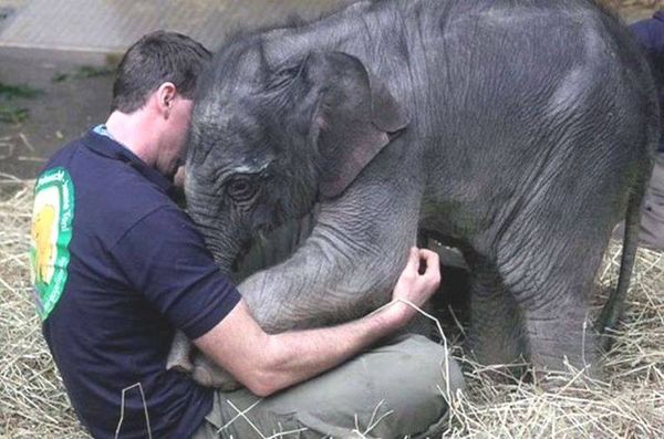 Животные тоже умеют любить