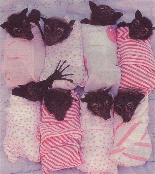 Самые милые летящие ужасы