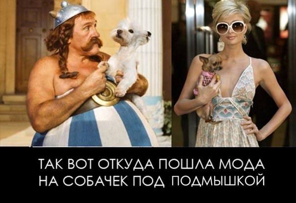 Тайна про маленьких собачек раскрыта