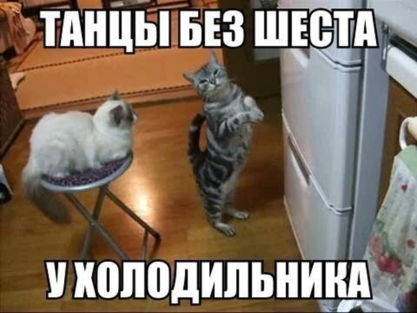 Подборка картинок "кототанцы"