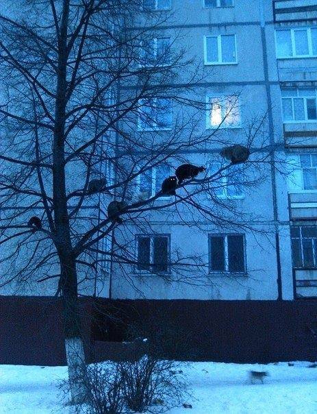 Весна близко... Коты прилетели...