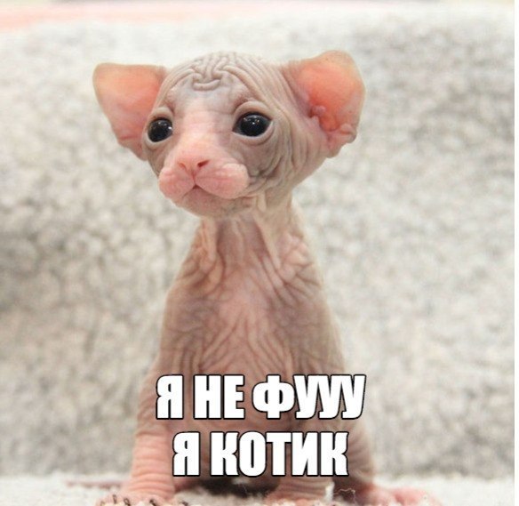 Сфинксы тоже могут быть няшками