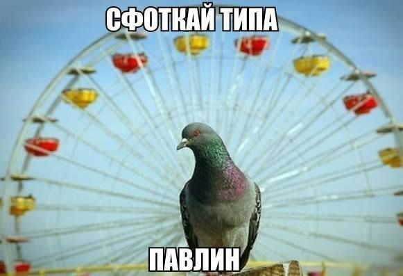 Сфоткай типа павлин