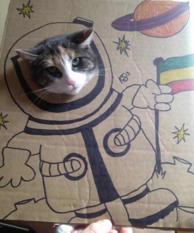 Фотосессия картонного кота