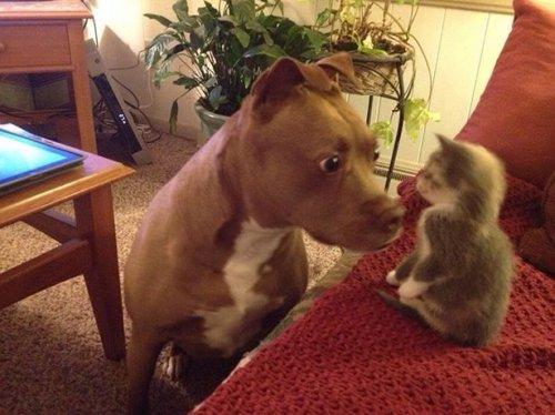 - Ты кто? - Я твой новый Босс!