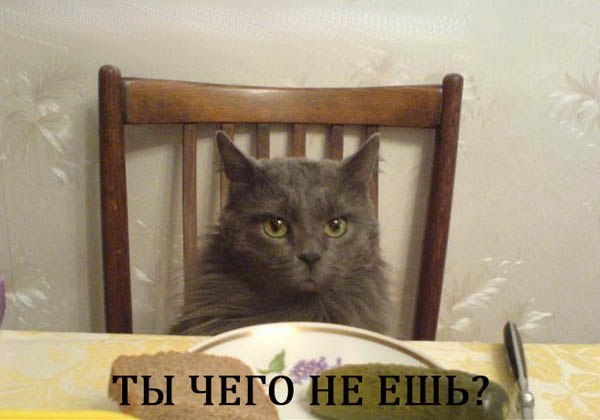 Комикс про Барсика