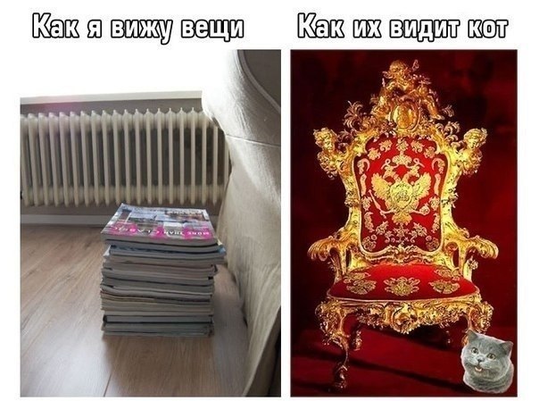 Кот & человек