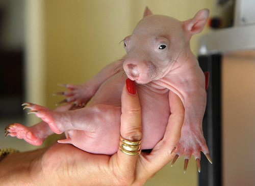 Смешные животные