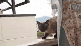 Когда твой кот не из умных