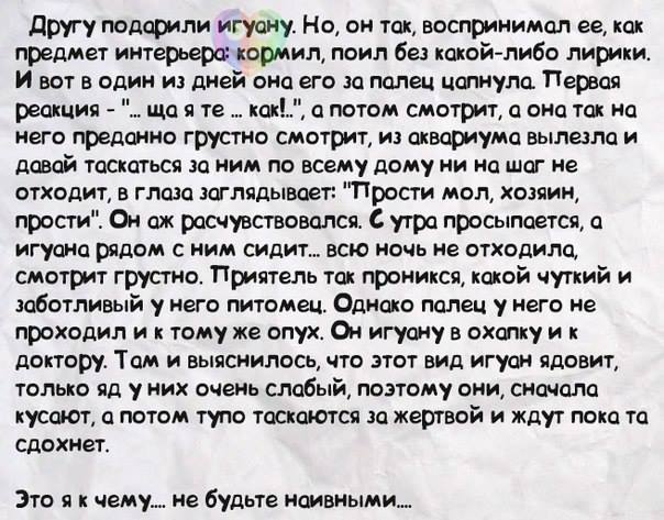 Прикол. Игуана и жалость