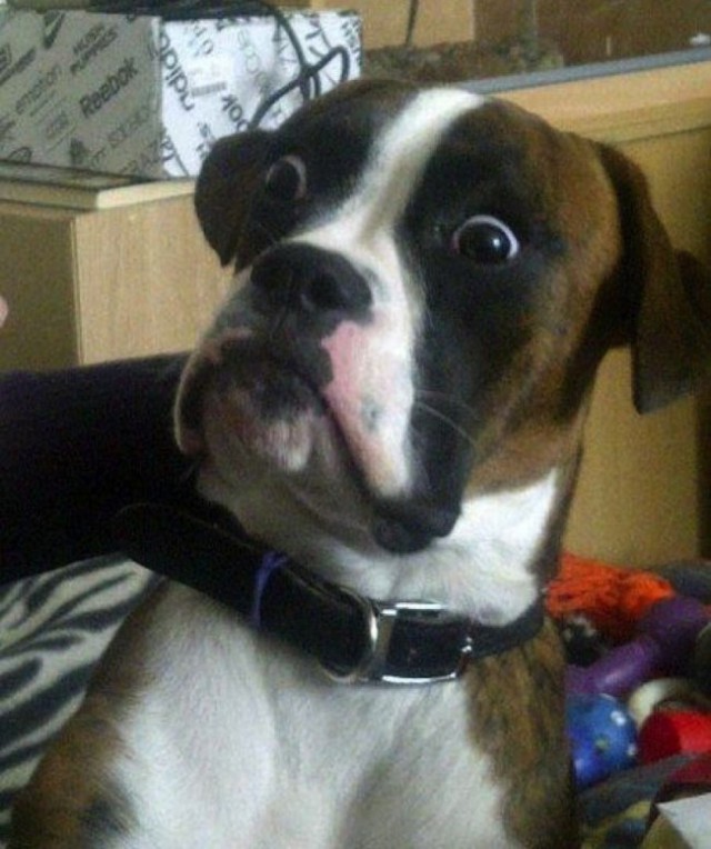 Няшки с удивленными мордочками