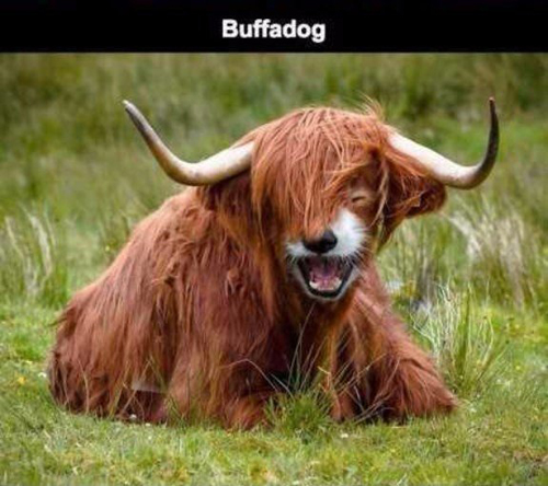 Забавная подборка "Если вдруг скрестить..."