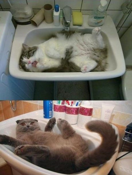 Пушистые няшки в умывальниках