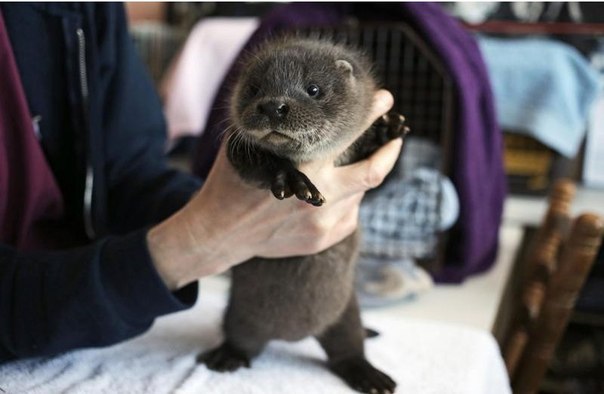 Маленький выдренок