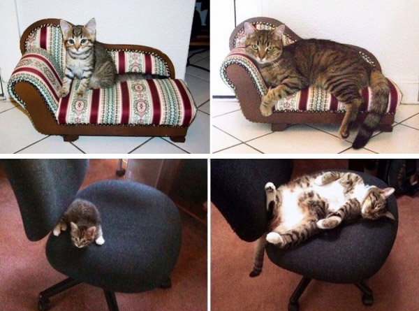 Котики выросли