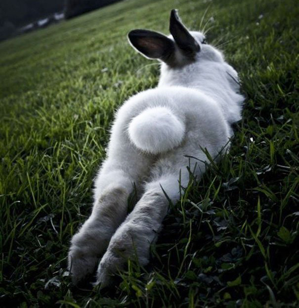 Учись у животных. Крутые фото