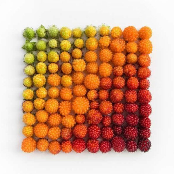 Рай перфекциониста