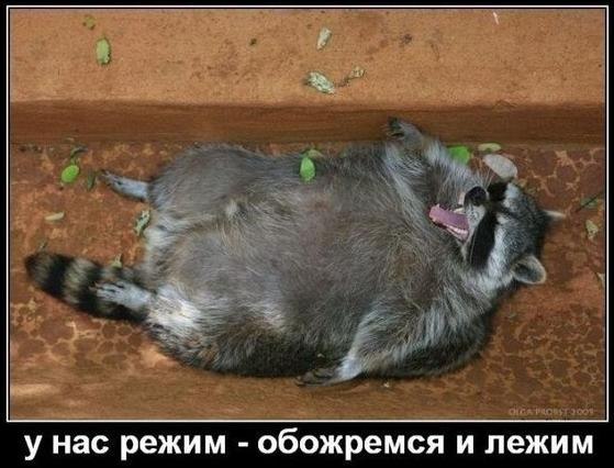 У нас режим - обожремся и лежим