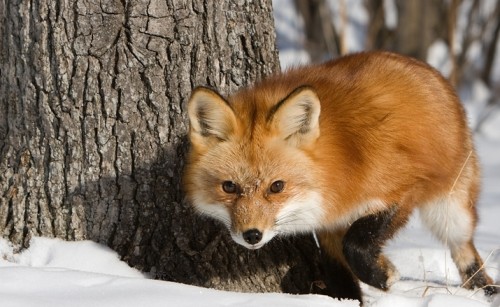 Очаровашки!!!