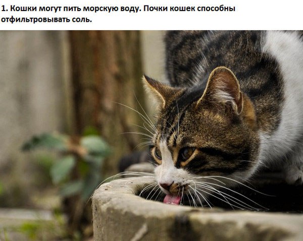 10 любопытных фактов о котах