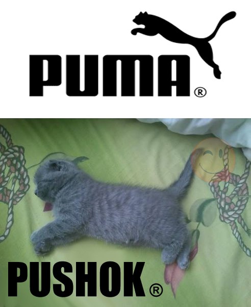 Пума & Пушок