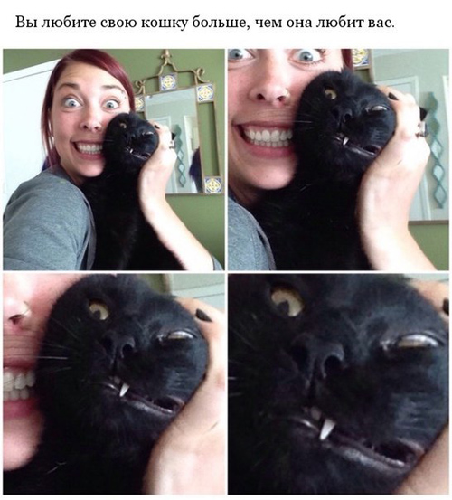 Чувства, которые знакомы владельцам котов