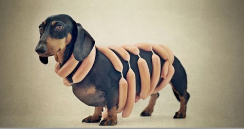 Что можно делать с таксой