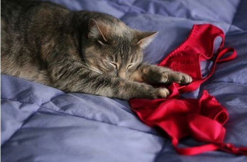 Коты - нимфоманы