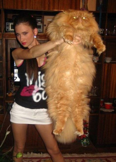 ТОП 13 гигантских котиков