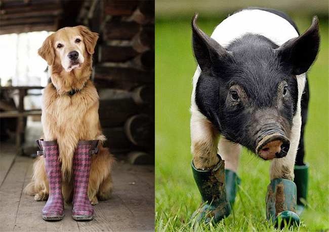 Няшки в резиновых сапожках