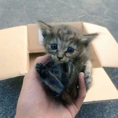 Котенка поселили с хорьками